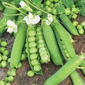 Dichmag 80+ Stringless Green Pod Bush Bean Seeds and Snowbird Pea Seeds - Individual Pack Bean Seeds for Planting Backyard or Garden, Medium