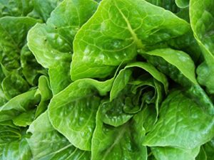 lettuce seeds – parris island cos – romaine type – heirloom – liliana’s garden