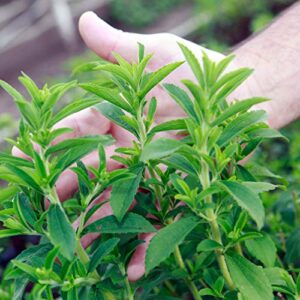 outsidepride perennial stevia sweetie star natural herb garden plant sugar substitute & sweetener alternative – 50 seeds