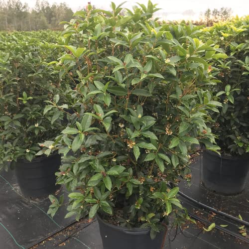 CHUXAY GARDEN 5 Seeds Osmanthus Fragrans,Sweet Osmanthus,Sweet Olive,Tea Olive, Fragrant Olive Orange Small Tree Evergreen Shrub Grows in Garden and pots