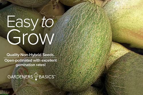 Honeydew Seeds for Planting - Green Flesh Melon Heirloom, Non-GMO Fruit Seed Variety- 2 Grams Seeds Great for Summer Honey Dew Melon Gardens by Gardeners Basics