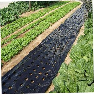 kuyyfds- 5 holes black plastic mulch film for agricultural vegetable film plant plastic film perforated pe film for garden plant mulch membrane intens ely 3x33 ft