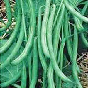 Burpee Stringless Green Bush Bean - 25 Count Seed Pack - Non-GMO - A Culinary Star, pods are Delicious in Many Foods. - Country Creek LLC