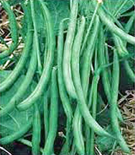 Burpee Stringless Green Bush Bean - 25 Count Seed Pack - Non-GMO - A Culinary Star, pods are Delicious in Many Foods. - Country Creek LLC