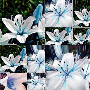 blue rare lily seeds for yard gardening plant,50pcs blue rare lily seeds planting lilium flower home bonsai garden decor by mosichi