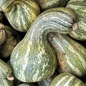 tomorrowseeds – green striped cushaw seeds – 20+ count packet – southern kershaw pumpkin winter squash gourd silver garden vegetable seed