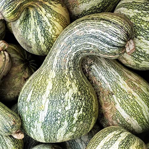 TomorrowSeeds - Green Striped Cushaw Seeds - 20+ Count Packet - Southern Kershaw Pumpkin Winter Squash Gourd Silver Garden Vegetable Seed