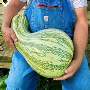 TomorrowSeeds - Green Striped Cushaw Seeds - 20+ Count Packet - Southern Kershaw Pumpkin Winter Squash Gourd Silver Garden Vegetable Seed