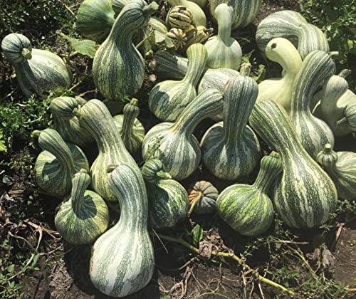 TomorrowSeeds - Green Striped Cushaw Seeds - 20+ Count Packet - Southern Kershaw Pumpkin Winter Squash Gourd Silver Garden Vegetable Seed