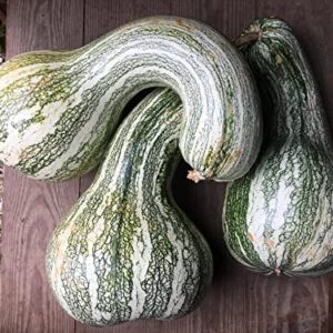 TomorrowSeeds - Green Striped Cushaw Seeds - 20+ Count Packet - Southern Kershaw Pumpkin Winter Squash Gourd Silver Garden Vegetable Seed