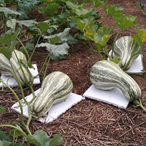 TomorrowSeeds - Green Striped Cushaw Seeds - 20+ Count Packet - Southern Kershaw Pumpkin Winter Squash Gourd Silver Garden Vegetable Seed