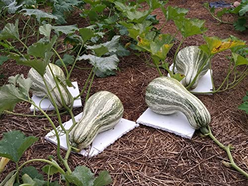 TomorrowSeeds - Green Striped Cushaw Seeds - 20+ Count Packet - Southern Kershaw Pumpkin Winter Squash Gourd Silver Garden Vegetable Seed