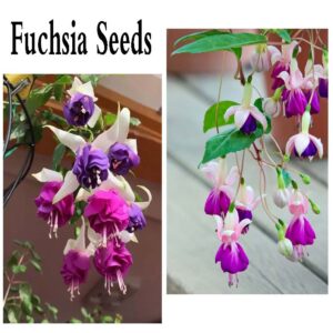 200PCS Fuchsia Seeds Fuchsia Flower Seeds for Planting Non GMO Heirloom Garden Seeds Outdoor Indoor (Mix Color)