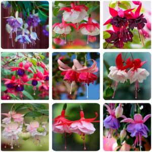 200PCS Fuchsia Seeds Fuchsia Flower Seeds for Planting Non GMO Heirloom Garden Seeds Outdoor Indoor (Mix Color)