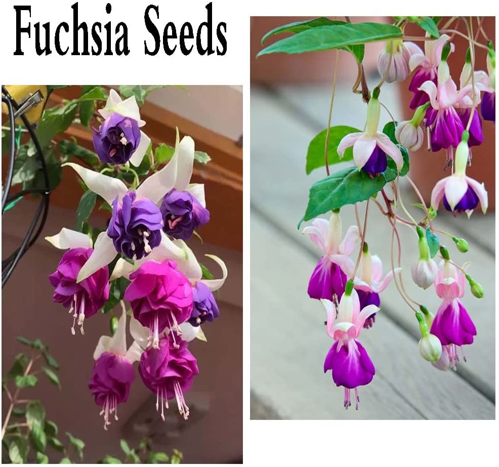 200PCS Fuchsia Seeds Fuchsia Flower Seeds for Planting Non GMO Heirloom Garden Seeds Outdoor Indoor (Mix Color)