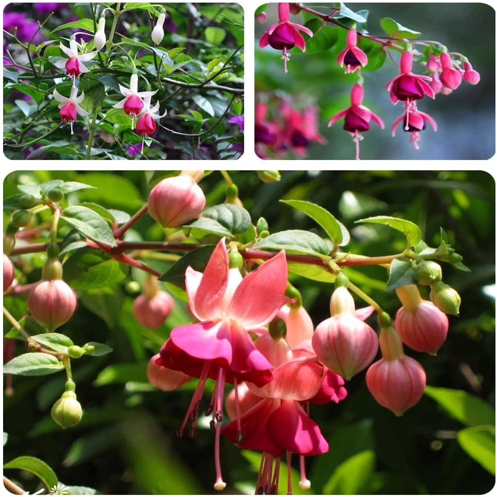 200PCS Fuchsia Seeds Fuchsia Flower Seeds for Planting Non GMO Heirloom Garden Seeds Outdoor Indoor (Mix Color)