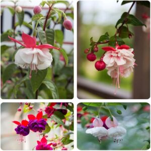 200PCS Fuchsia Seeds Fuchsia Flower Seeds for Planting Non GMO Heirloom Garden Seeds Outdoor Indoor (Mix Color)