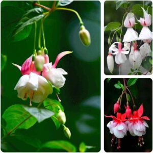 200PCS Fuchsia Seeds Fuchsia Flower Seeds for Planting Non GMO Heirloom Garden Seeds Outdoor Indoor (Mix Color)