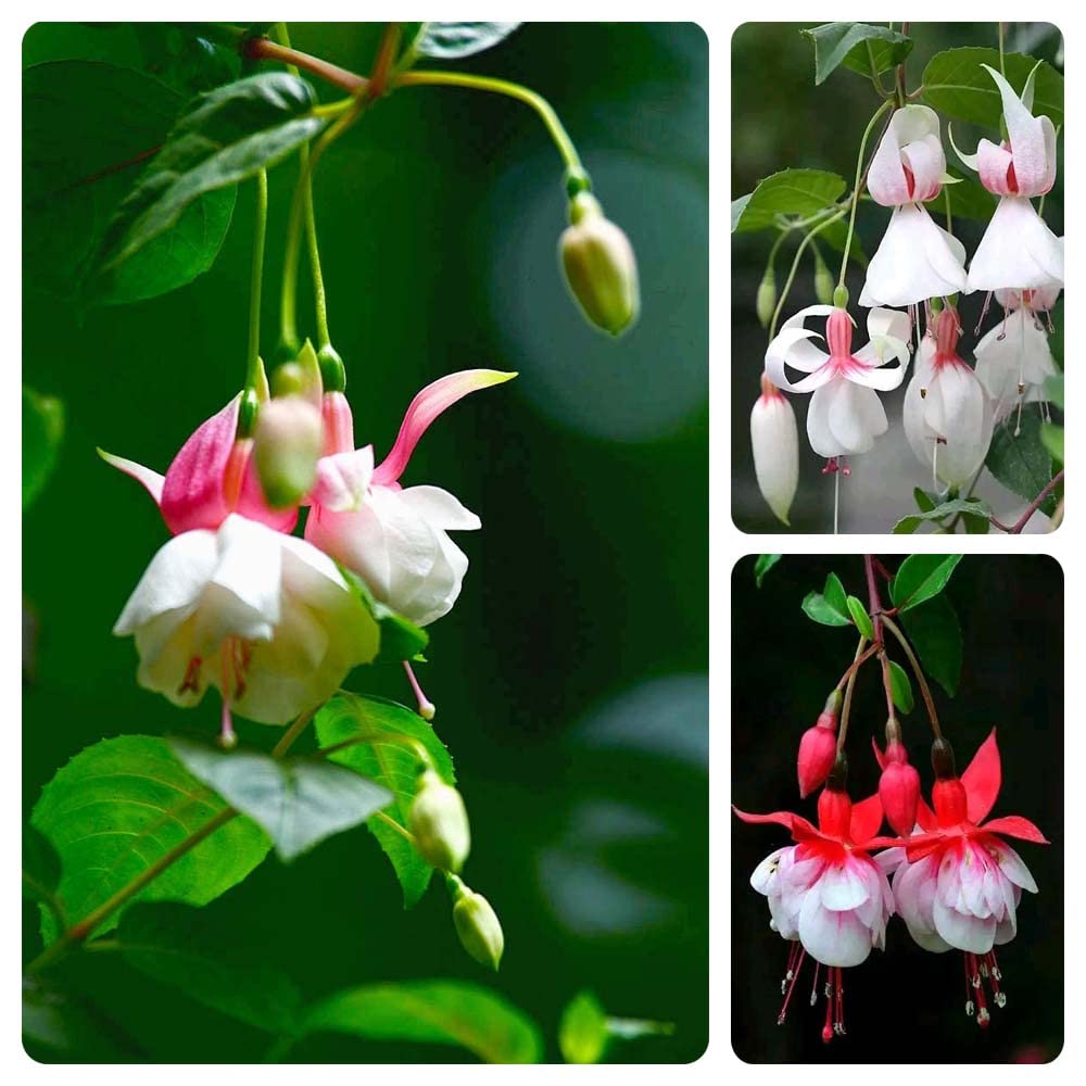 200PCS Fuchsia Seeds Fuchsia Flower Seeds for Planting Non GMO Heirloom Garden Seeds Outdoor Indoor (Mix Color)