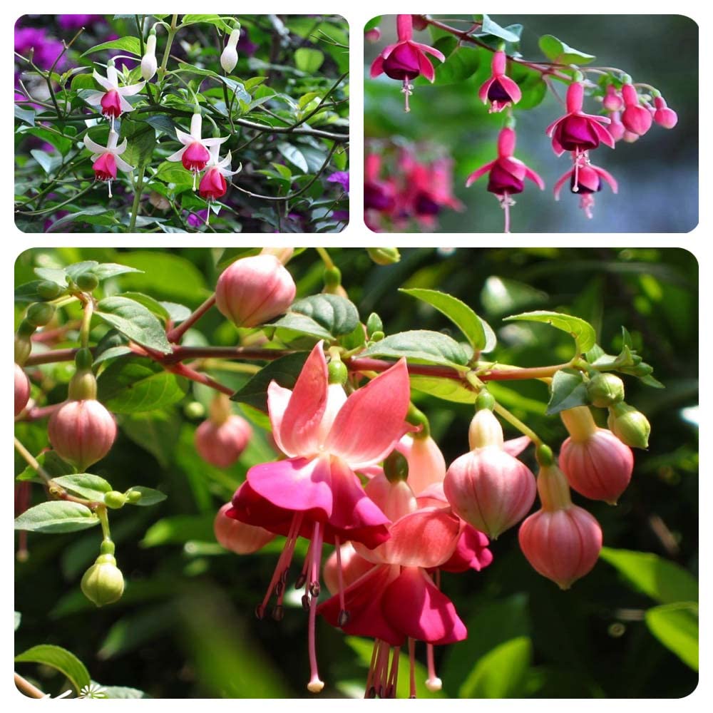 200PCS Fuchsia Seeds Fuchsia Flower Seeds for Planting Non GMO Heirloom Garden Seeds Outdoor Indoor (Mix Color)