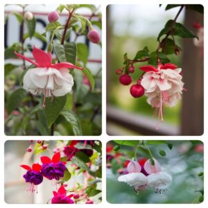 200PCS Fuchsia Seeds Fuchsia Flower Seeds for Planting Non GMO Heirloom Garden Seeds Outdoor Indoor (Mix Color)