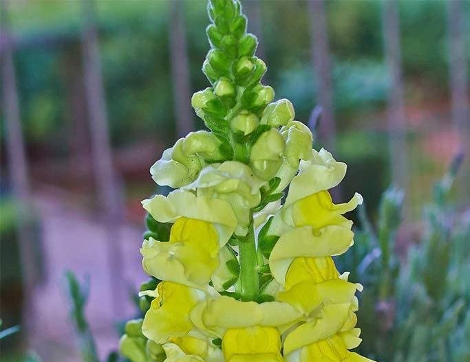 David's Garden Seeds Flower Snapdragon Sonnet Series Yellow 2233 (Yellow) 25 Non-GMO, Heirloom Seeds