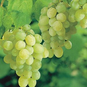 pixies gardens thompson seedless grape vine plant sweet excellent flavored”white” green grape large clusters on vigorous growing vines. (1 gallon)
