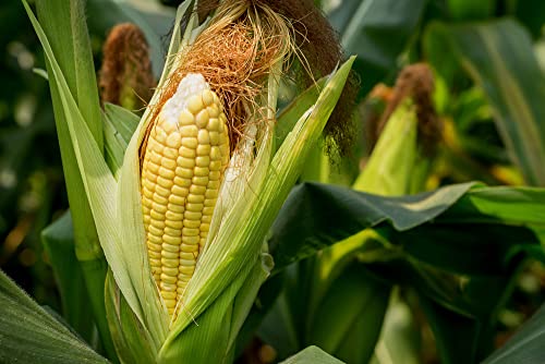 Golden Jubilee Yellow Sweet Corn Seeds for Planting, 30+ Seeds Per Packet, (Isla's Garden Seeds), Non GMO & Heirloom Seeds, Botanical Name: Corn Zea mays, Great Home Garden Gift