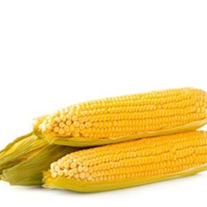 Golden Jubilee Yellow Sweet Corn Seeds for Planting, 30+ Seeds Per Packet, (Isla's Garden Seeds), Non GMO & Heirloom Seeds, Botanical Name: Corn Zea mays, Great Home Garden Gift