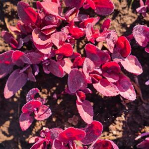 Orach Seeds (French Spinach) - Red Fire - 1 g Packet ~250 Seeds - Atriplex hortensis - Farm & Garden Vegetable Seeds - Non-GMO, Heirloom, Open Pollinated, Annual