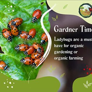 Gardner Time Live Ladybugs - Good Bugs for Garden - Ladybugs - Pre-Fed Hippodamia Convergens - Live Ladybugs - for Aphid Control and Other Insects - Guaranteed Live Delivery (1500)