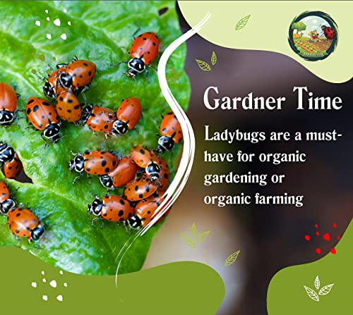 Gardner Time Live Ladybugs - Good Bugs for Garden - Ladybugs - Pre-Fed Hippodamia Convergens - Live Ladybugs - for Aphid Control and Other Insects - Guaranteed Live Delivery (1500)