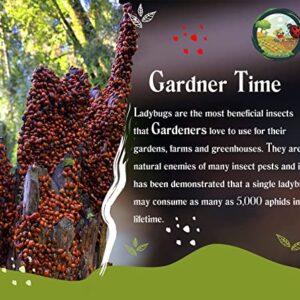 Gardner Time Live Ladybugs - Good Bugs for Garden - Ladybugs - Pre-Fed Hippodamia Convergens - Live Ladybugs - for Aphid Control and Other Insects - Guaranteed Live Delivery (1500)