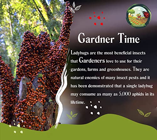 Gardner Time Live Ladybugs - Good Bugs for Garden - Ladybugs - Pre-Fed Hippodamia Convergens - Live Ladybugs - for Aphid Control and Other Insects - Guaranteed Live Delivery (1500)