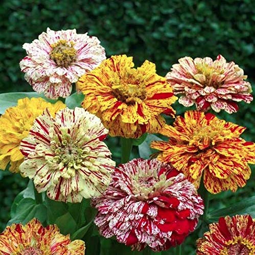 "Candy Stripe Mix" Zinnia Seeds for Planting, 50+ Flower Seeds Per Packet, (Isla's Garden Seeds), Non GMO & Heirloom Seeds, Botanical Name: Zinnia elegans, Great Home Garden Gift