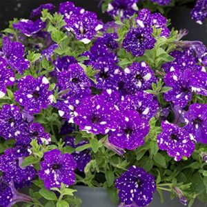 gardengeng 300+ rare night sky petunia seeds for hanging baskets – dwarf wave petunia flower seeds for planting home garden non-gmo heirloom variety