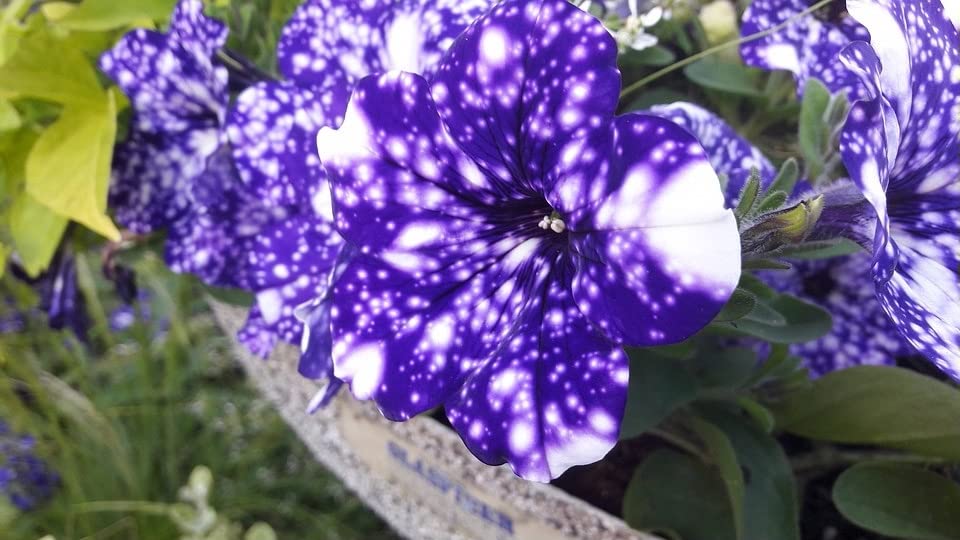 GardenGeng 300+ Rare Night Sky Petunia Seeds for Hanging Baskets - Dwarf Wave Petunia Flower Seeds for Planting Home Garden Non-GMO Heirloom Variety