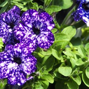 GardenGeng 300+ Rare Night Sky Petunia Seeds for Hanging Baskets - Dwarf Wave Petunia Flower Seeds for Planting Home Garden Non-GMO Heirloom Variety