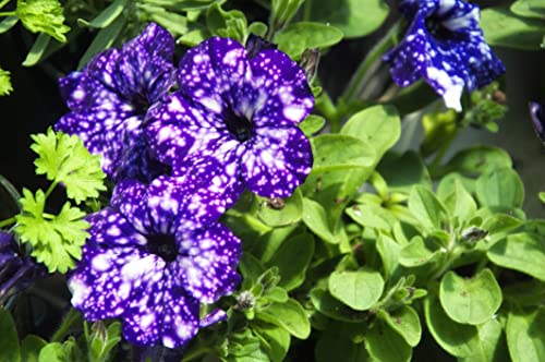 GardenGeng 300+ Rare Night Sky Petunia Seeds for Hanging Baskets - Dwarf Wave Petunia Flower Seeds for Planting Home Garden Non-GMO Heirloom Variety