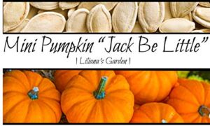 mini pumpkin seeds – jack be little – prolific, non-gmo seeds – growing booklet included – liliana’s garden