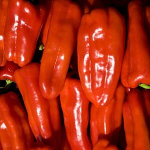 gypsy hybrid sweet pepper garden seeds – 10 seeds – non-gmo – bell peppers – yellow, orange-red – aas winner – vegetable gardening seed