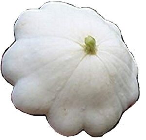 early white bush scallop squash seeds – cucurbita pepo – 4 grams – approx 40 gardening seeds – vegetable garden seed