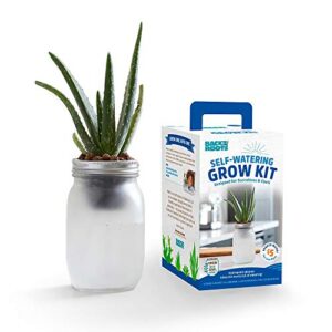 back to the roots self watering grow kit – glass hydroponic planters for succulents and cacti – hassle-free self-watering system