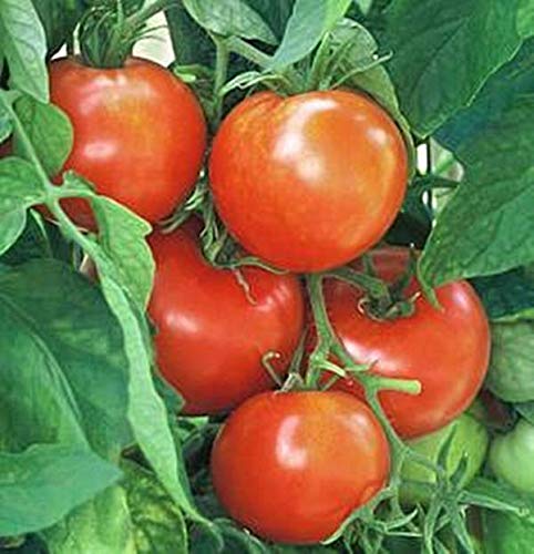 New Yorker Tomato Seeds for Planting, 100+ Heirloom Seeds Per Packet, (Isla's Garden Seeds), Non GMO Seeds, Botanical Name: Solanum lycopersicum, Great Home Garden Gift