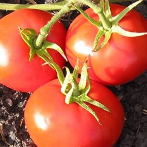 New Yorker Tomato Seeds for Planting, 100+ Heirloom Seeds Per Packet, (Isla's Garden Seeds), Non GMO Seeds, Botanical Name: Solanum lycopersicum, Great Home Garden Gift