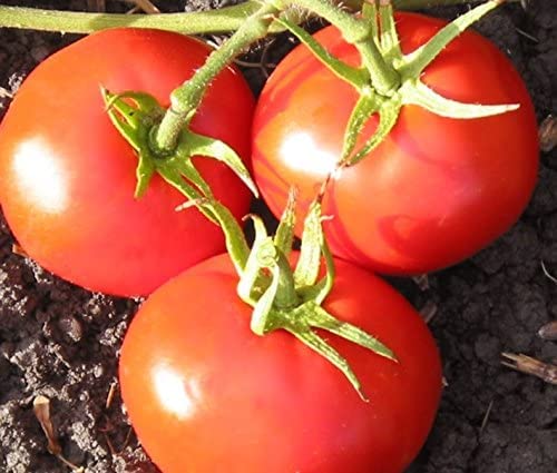 New Yorker Tomato Seeds for Planting, 100+ Heirloom Seeds Per Packet, (Isla's Garden Seeds), Non GMO Seeds, Botanical Name: Solanum lycopersicum, Great Home Garden Gift