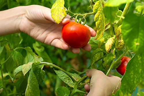 New Yorker Tomato Seeds for Planting, 100+ Heirloom Seeds Per Packet, (Isla's Garden Seeds), Non GMO Seeds, Botanical Name: Solanum lycopersicum, Great Home Garden Gift