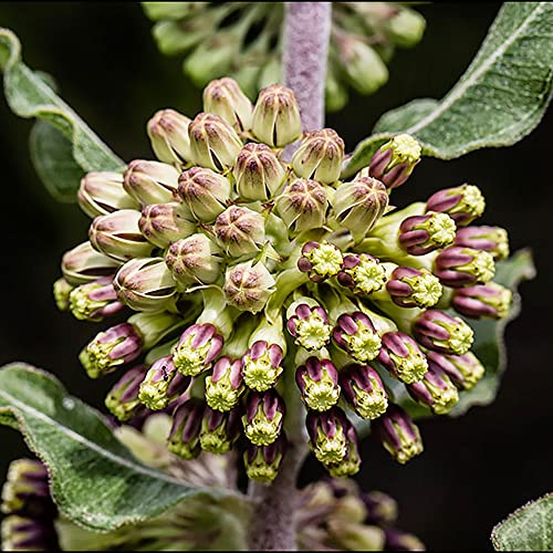 QAUZUY GARDEN 10 Green Comet Milkweed Seeds (Asclepias Viridiflora) Green-Flower Milkweed | Striking Showy Fast-Growing Perennial Flower | Attract Pollinators