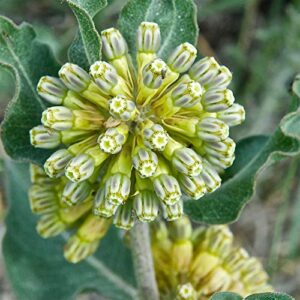 qauzuy garden 10 green comet milkweed seeds (asclepias viridiflora) green-flower milkweed | striking showy fast-growing perennial flower | attract pollinators