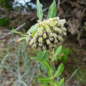 QAUZUY GARDEN 10 Green Comet Milkweed Seeds (Asclepias Viridiflora) Green-Flower Milkweed | Striking Showy Fast-Growing Perennial Flower | Attract Pollinators